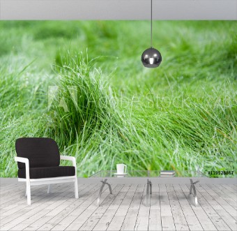 Picture of Green grass blurred background